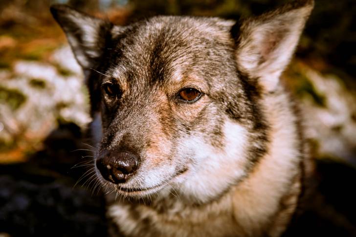Photo Vallhund Suédois