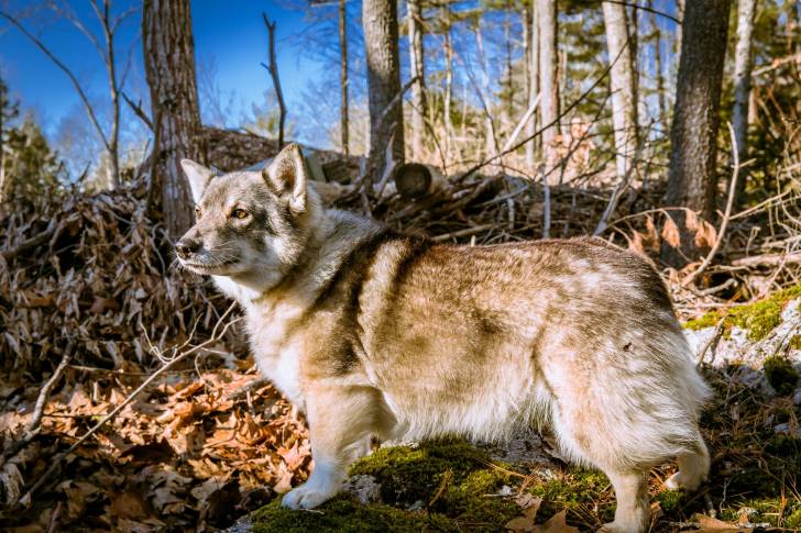 Photo Vallhund Suédois