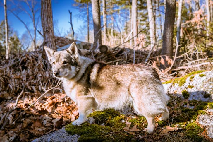 Photo Vallhund Suédois