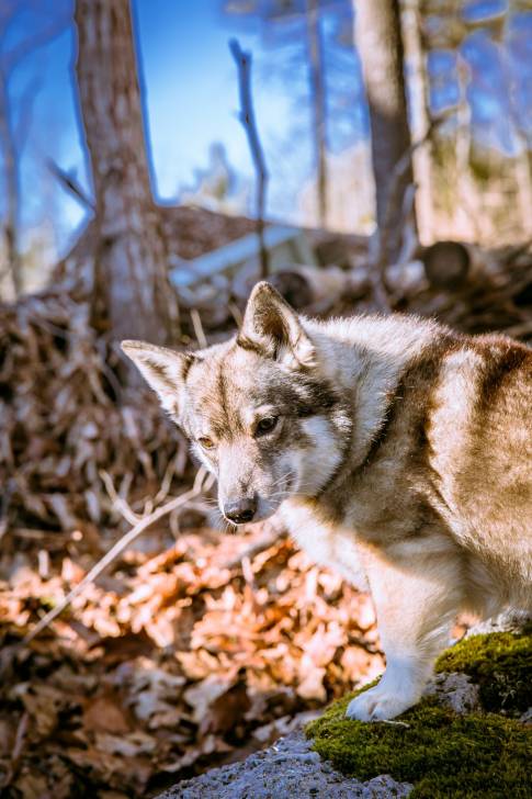 Photo Vallhund Suédois