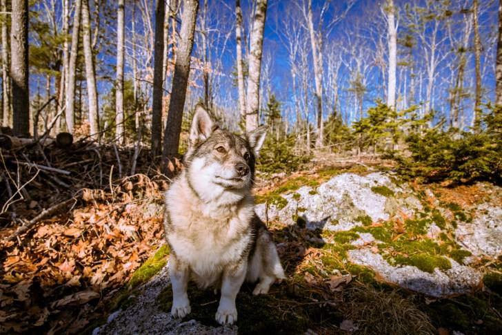 Photo Vallhund Suédois