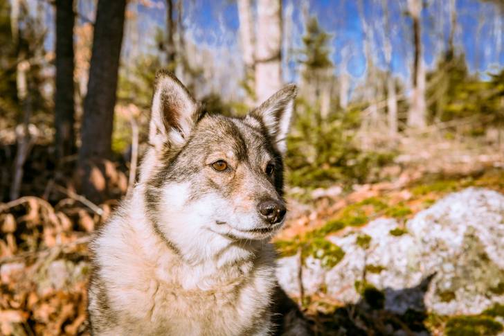 Photo Vallhund Suédois