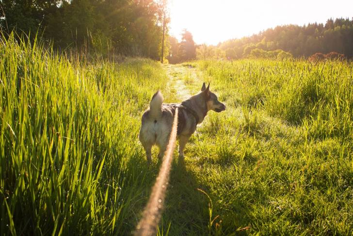 Photo Vallhund Suédois