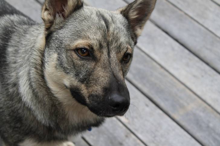 Photo Vallhund Suédois