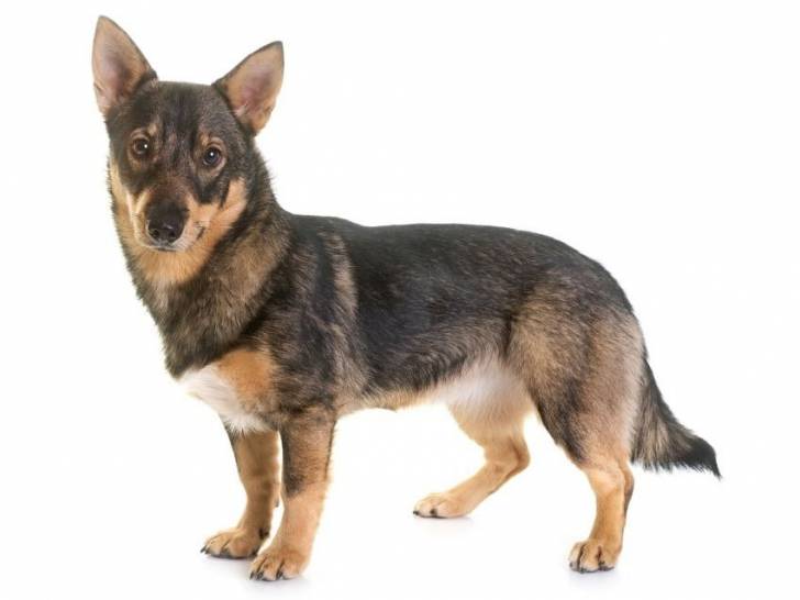 Photo Vallhund Suédois
