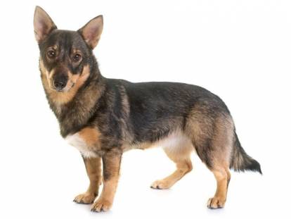 Photo Vallhund Suédois