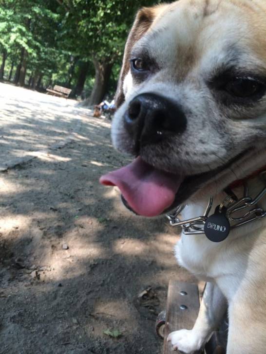 Bruno - Puggle Mâle