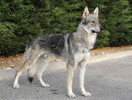 Ishka - Chien Loup Tchécoslovaque