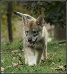 Laxia 2012 - Chien Loup Tch&eacute;coslovaque (3 mois)
