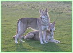 sature et sa femme mira - Chien Loup Tchécoslovaque (2 ans)