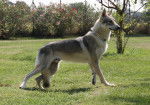 Zaiko - Chien Loup Tch&eacute;coslovaque M&acirc;le (3 ans)