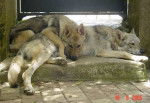 chien-loup tchecoslovaque - Chien Loup Tch&eacute;coslovaque