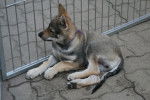 Jango - Chien Loup Tchécoslovaque Mâle (3 mois)