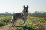 Photo Chien Loup Tch&eacute;coslovaque