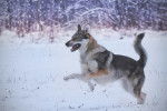 Un Chien Loup Tchécoslovaque court dans la neige