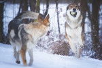Une meute de Chien Loup Tch&eacute;coslovaque jouent dans la neige