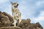 Un Chien Loup Tch&eacute;coslovaque qui regarde l'horizon depuis un rocher