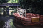 Un Chien Loup Tch&eacute;coslovaque dans une barque sur l'eau