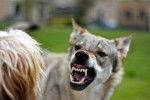 Un Chien Loup Tch&eacute;coslovaque pr&ecirc;t &agrave; attaquer
