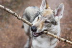 Un Chien Loup Tchécoslovaque qui tient un bâton dans sa gueule