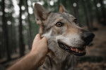 Un Chien Loup Tch&eacute;coslovaque qui se fait caresser par son propri&eacute;taire 