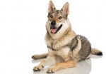 Un Chien Loup Tch&eacute;coslovaque sur fond blanc