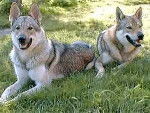 Chica And Ramona - Chien Loup Tch&eacute;coslovaque M&acirc;le (2 ans)