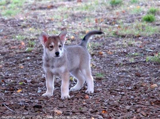 Shylo - Chien Loup Tchécoslovaque Mâle (3 mois)