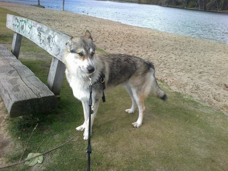 Mailo - Chien Loup Tchécoslovaque Mâle (1 an)