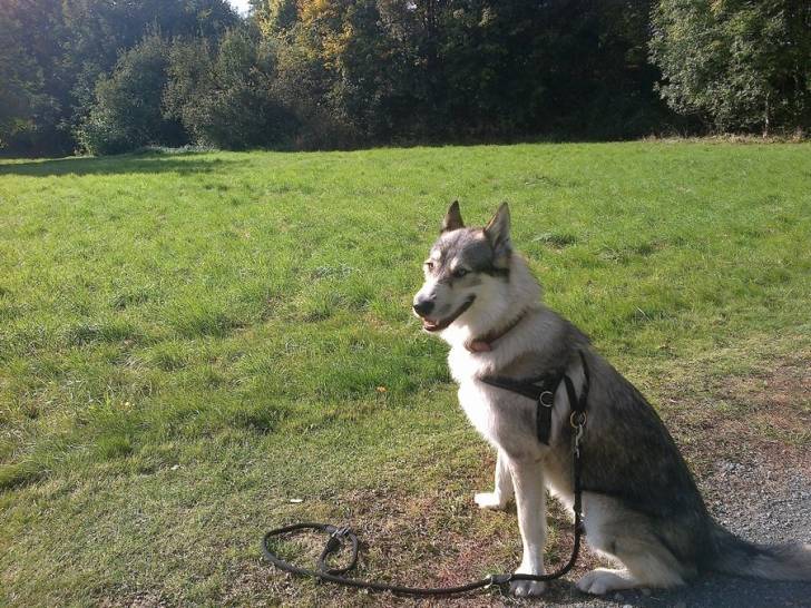 Mailo - Chien Loup Tchécoslovaque Mâle (1 an)