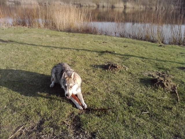 Mailo - Chien Loup Tchécoslovaque Mâle (1 an)