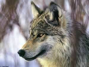 faollan - Chien Loup Tchécoslovaque
