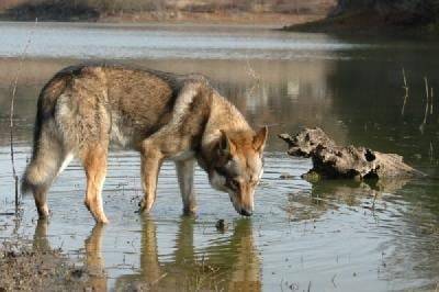 Amouria1 - Chien Loup Tchécoslovaque (4 ans)