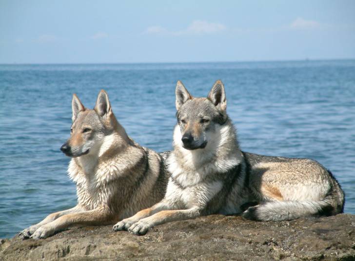 Dalinda et Dingo - Chien Loup Tchécoslovaque (3 ans)