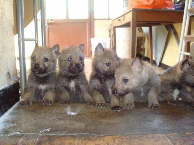 Chiots de Dalinda - Chien Loup Tchécoslovaque (6 mois)