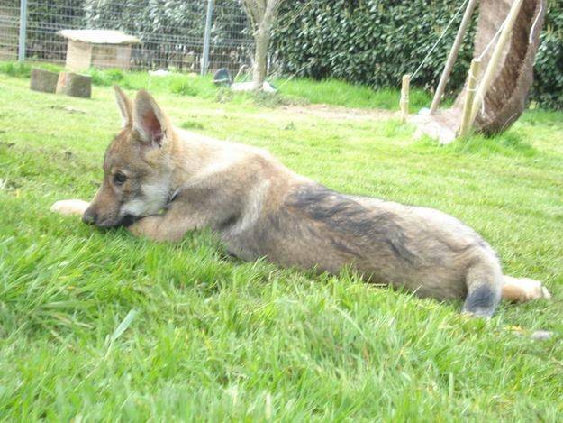 Siscotte - Chien Loup Tchécoslovaque (8 mois)