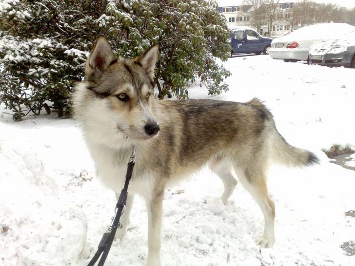 Mailo - Chien Loup Tchécoslovaque Mâle (1 an)