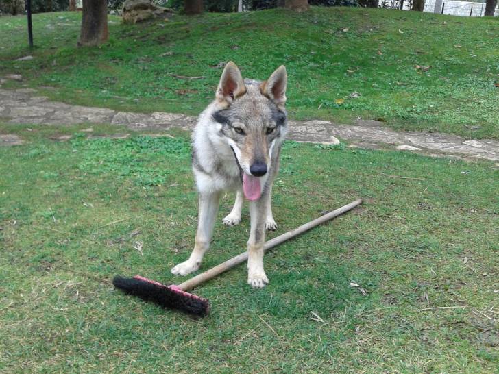 syria - Chien Loup Tchécoslovaque (7 mois)