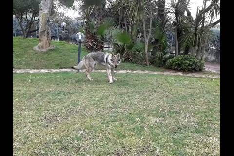 syria - Chien Loup Tchécoslovaque (7 mois)