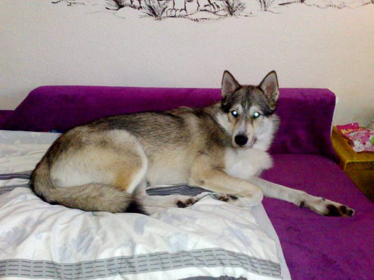 Mailo - Chien Loup Tchécoslovaque Mâle (1 an)