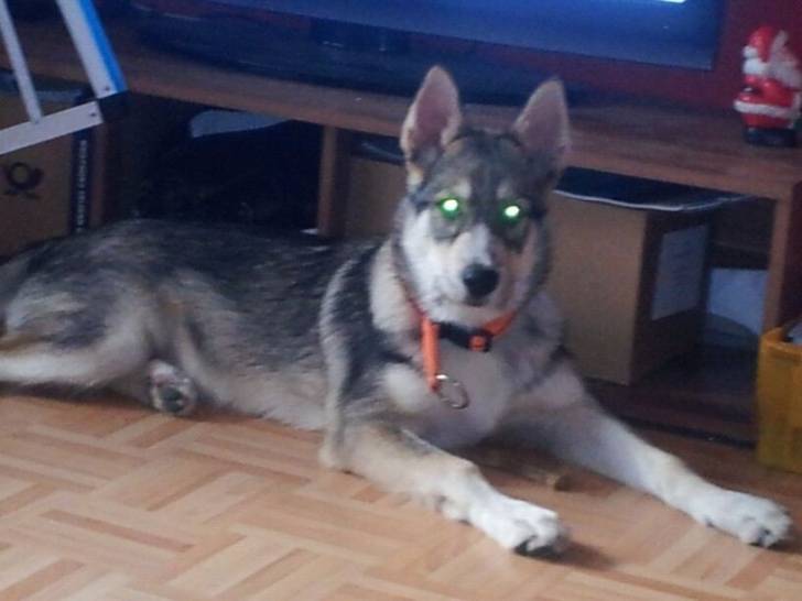 Mailo - Chien Loup Tchécoslovaque Mâle (5 mois)