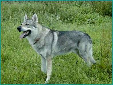 Kado - Chien Loup Tchécoslovaque Mâle (4 ans)