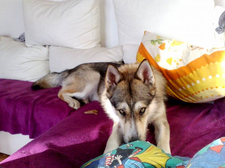 Mailo - Chien Loup Tchécoslovaque Mâle (1 an)