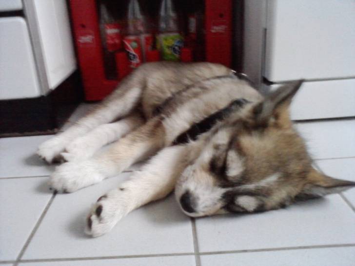 Mailo - Chien Loup Tchécoslovaque Mâle (2 mois)