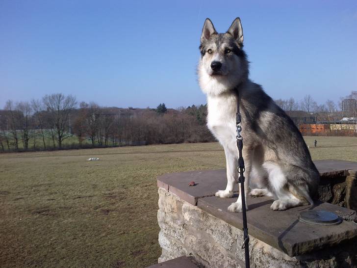 Mailo - Chien Loup Tchécoslovaque Mâle (1 an)
