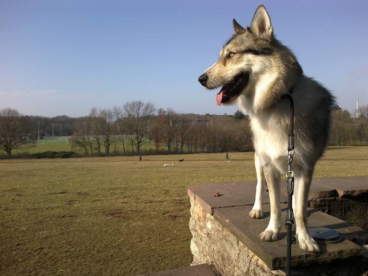 Mailo - Chien Loup Tchécoslovaque Mâle (1 an)
