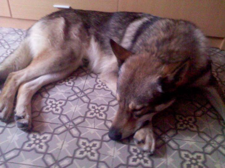 hunter - Chien Loup Tchécoslovaque Mâle (2 ans)