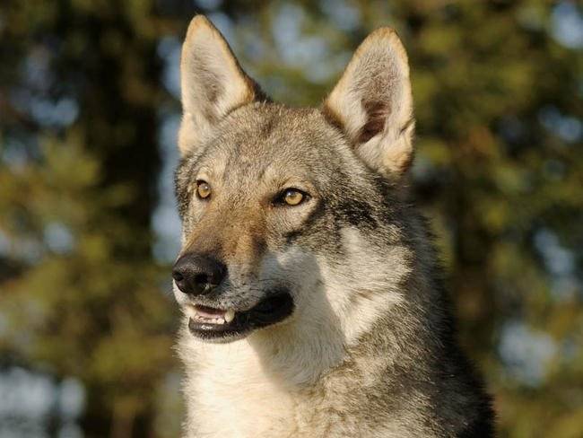 Ishka - Chien Loup Tchécoslovaque
