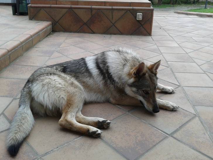syria - Chien Loup Tchécoslovaque (9 mois)