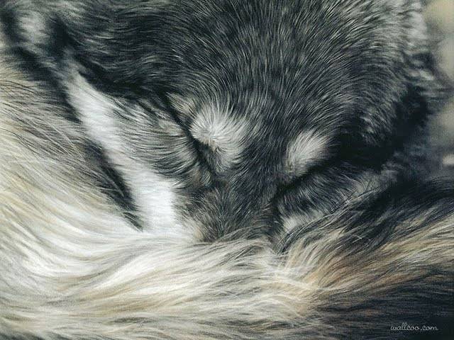 gracie - Chien Loup Tchécoslovaque Mâle (9 ans)